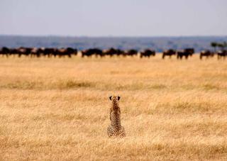 Cheetah eyeing its prey on the short grasslands.