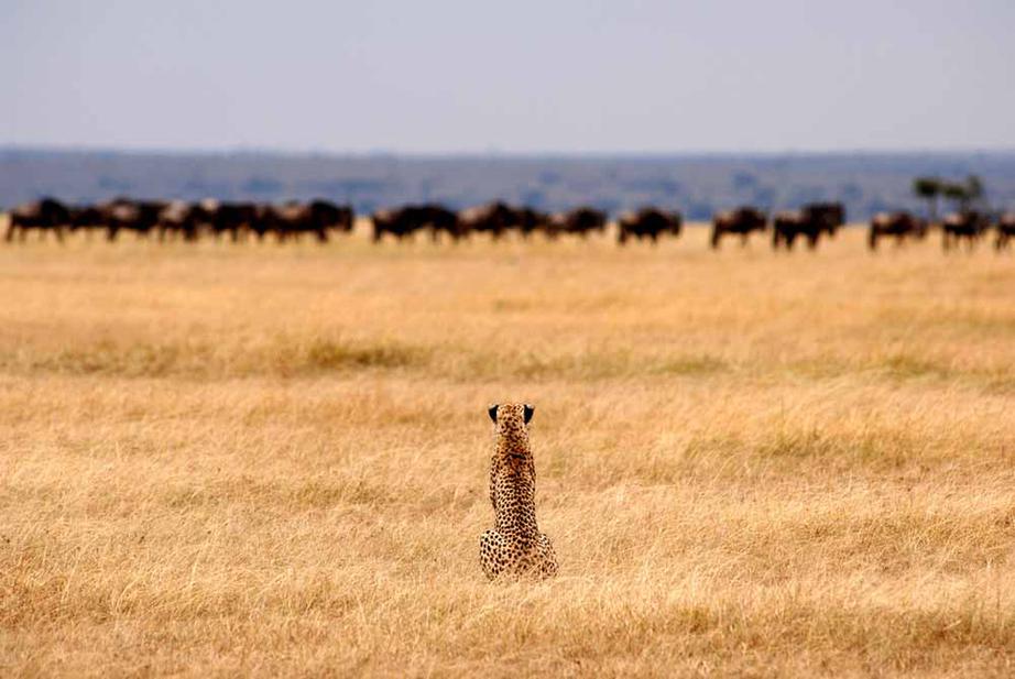 Cheetah eyeing the migration herds 3