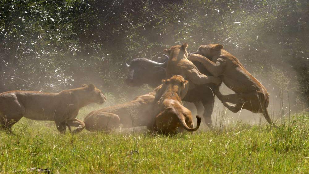 botswana okavango delta luxury safari