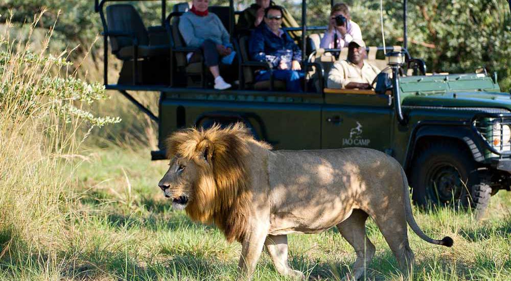 Lion on Safari at Jao Camp Okavango 2