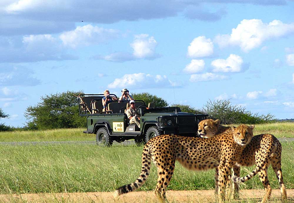 Cheetah at Mala Mala