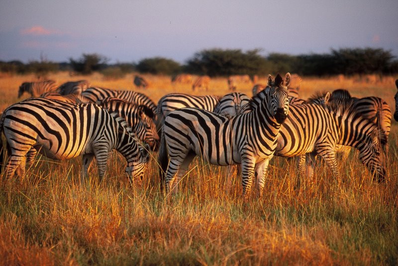 Botswana Safari 