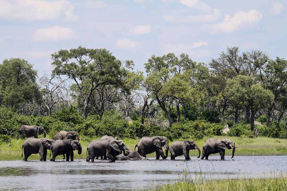 Elephant on Safari