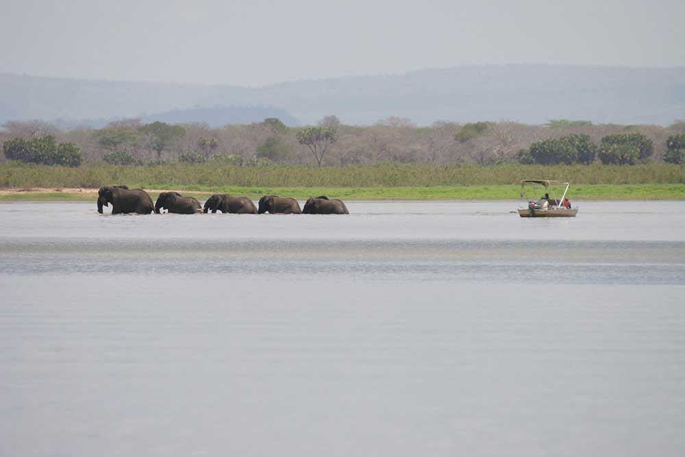 Selous Safari