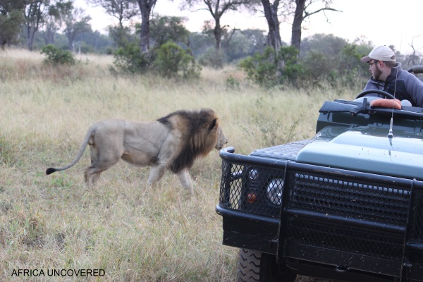 Male Lion on game drive