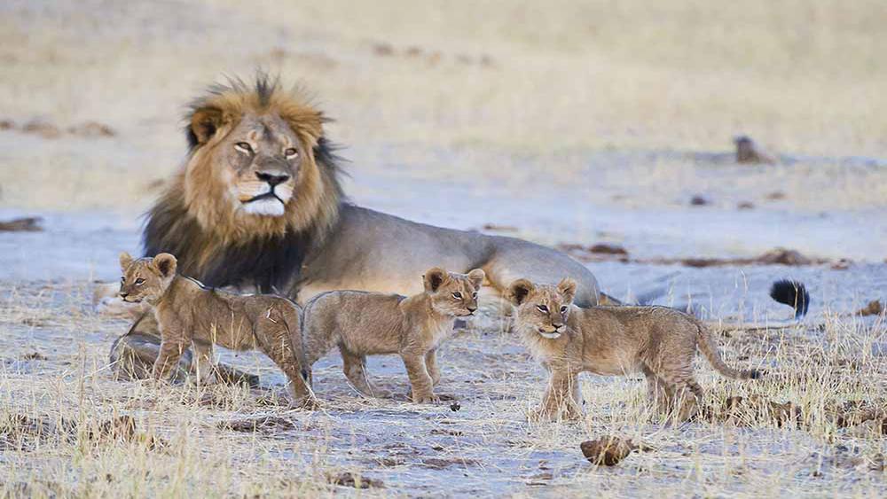 Male Lion with Cubs