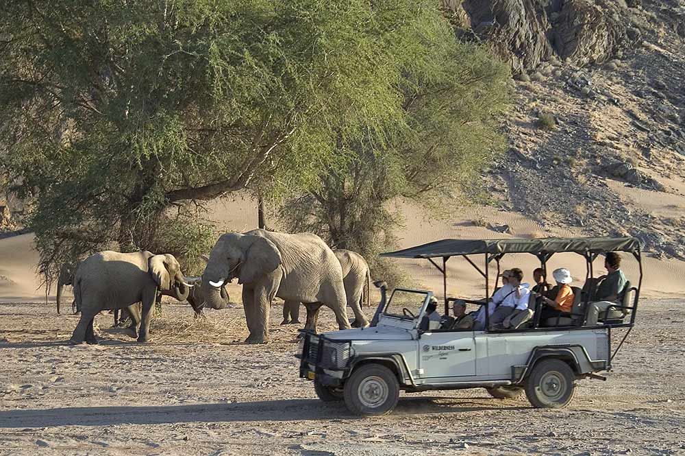 Elephant in Damaraland