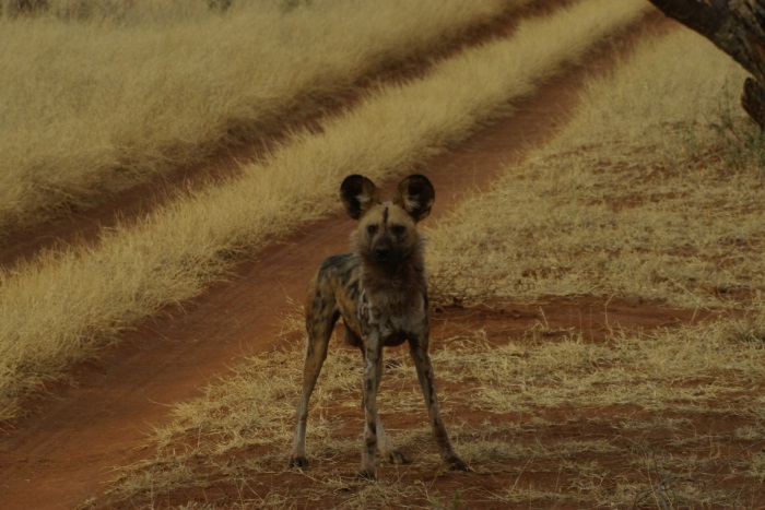 Wild Dog