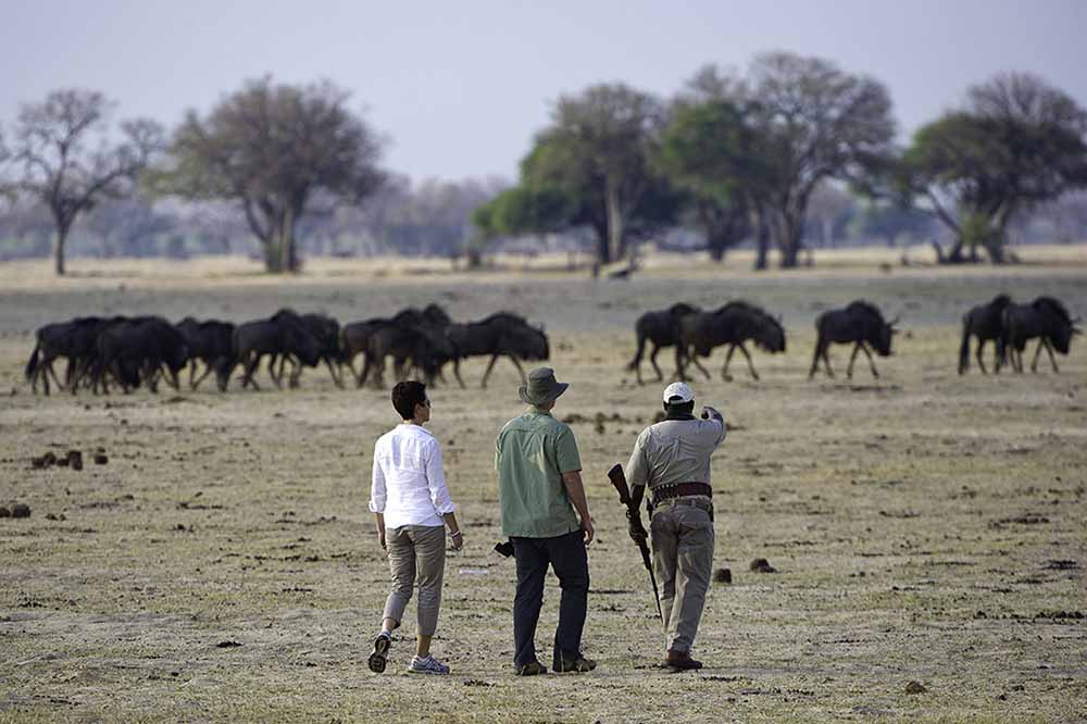Hwange Safari 
