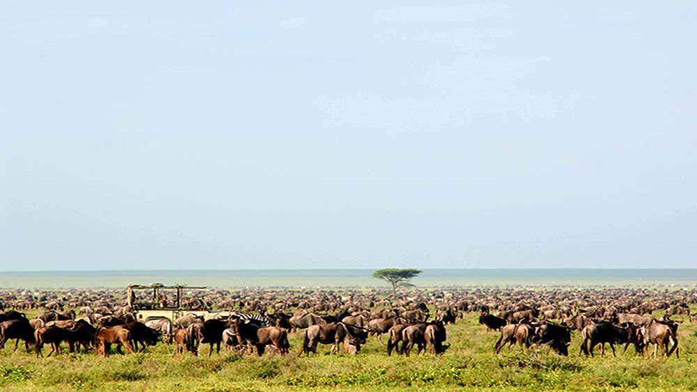 serengeti safari camp wetu