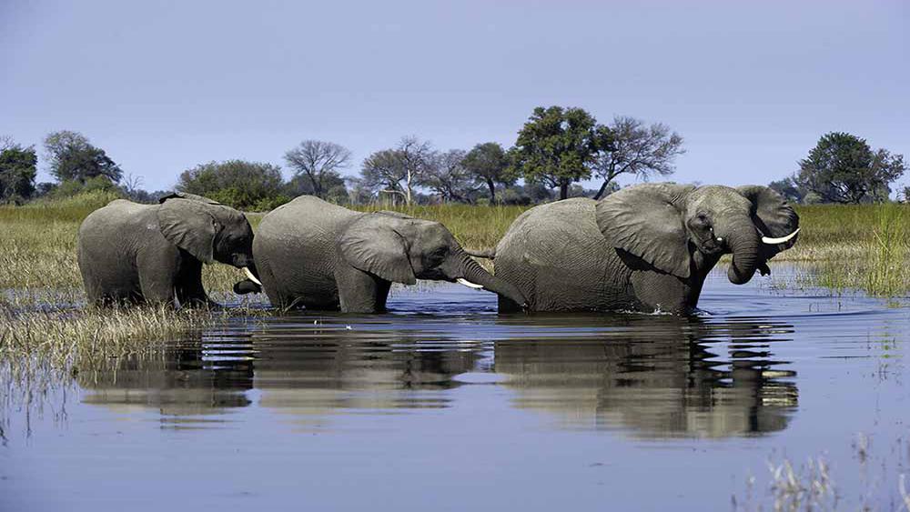 Okavango Delta Elephant