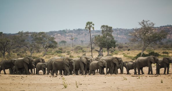 Ruaha Safari Elephant 