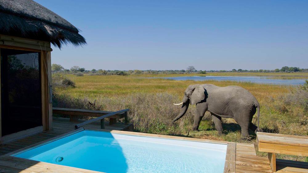 Botswana Safari Elephant passing Vumbura Camp