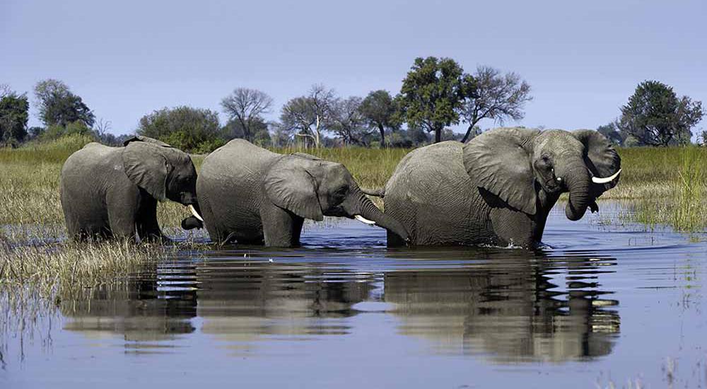 Okavango Delta Safari Elephant