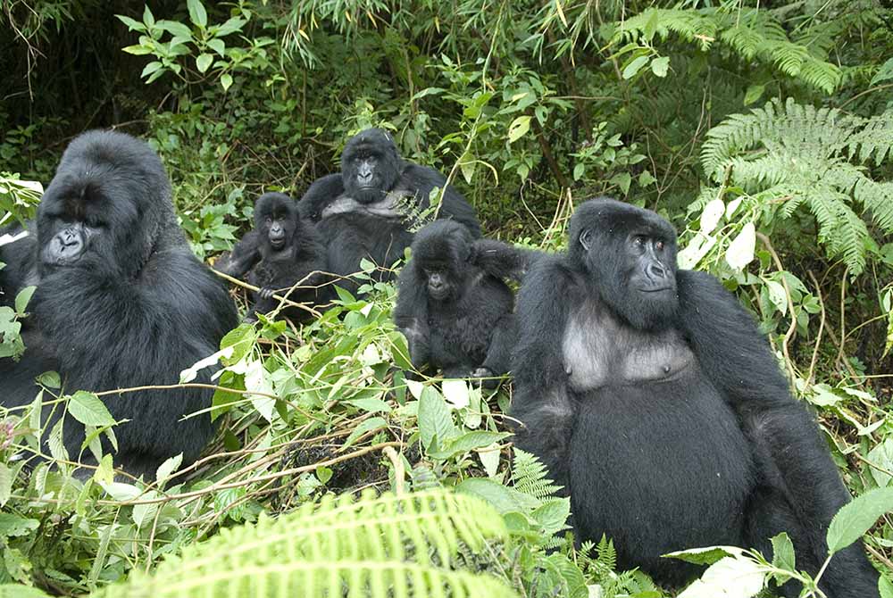 Mountain Gorillas Rwanda