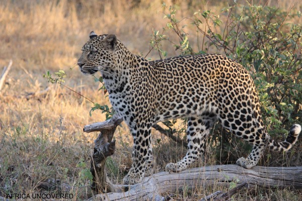 Leopard at Mala Mala