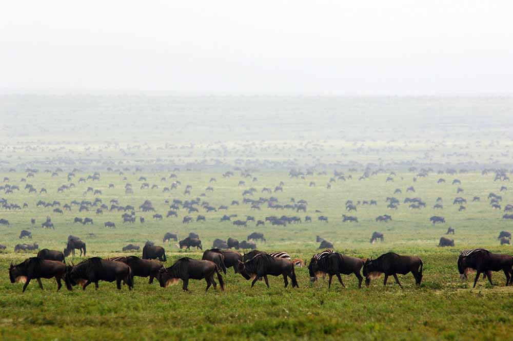 Migration herds Serengeti
