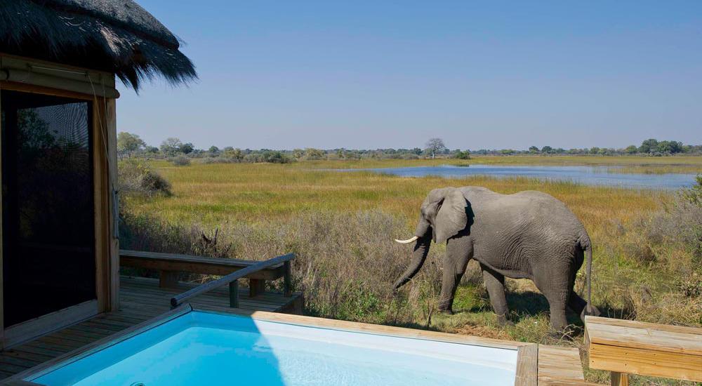 Botswana Safari Elephant at Vumbura