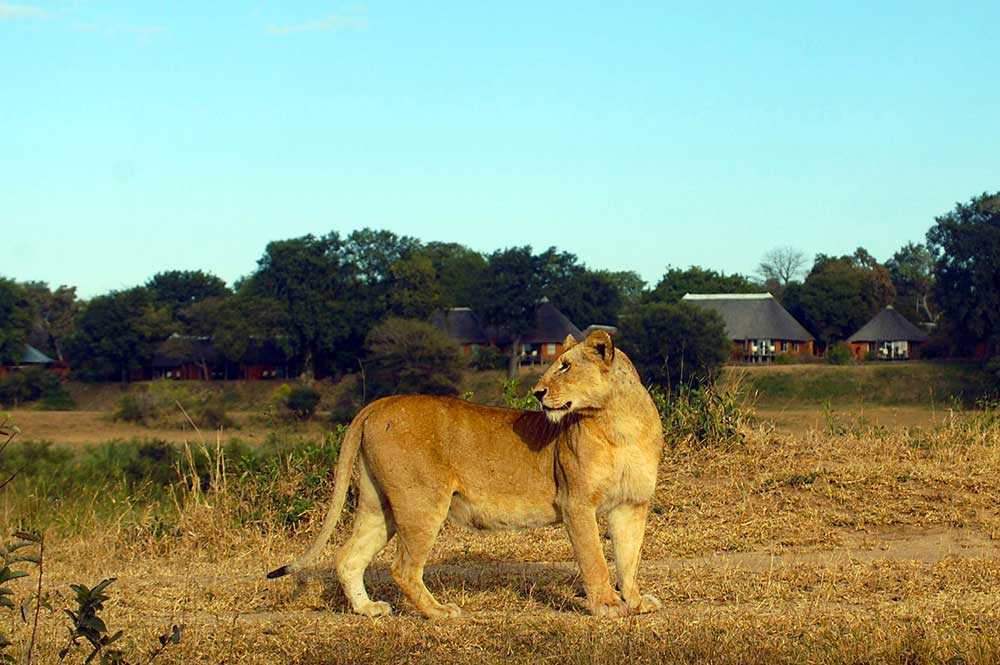 Kruger Safari