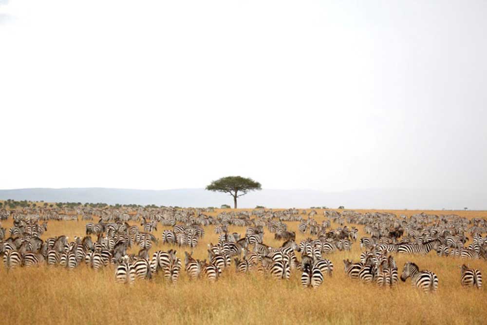 Serengeti Plains Safari