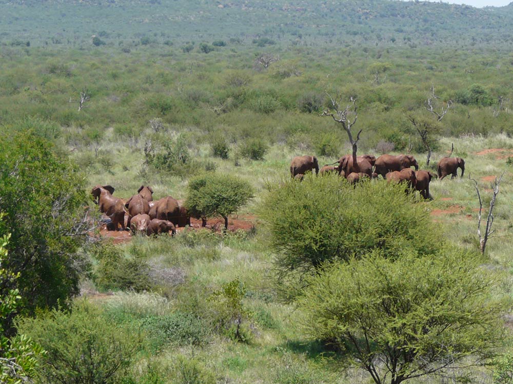 Elephant at waterhole