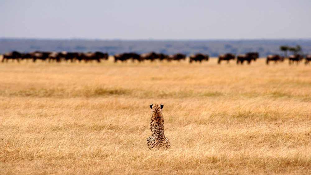 Cheetah eyeing the migration herds