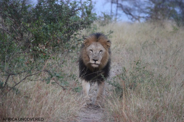 Lion at Mala Mala