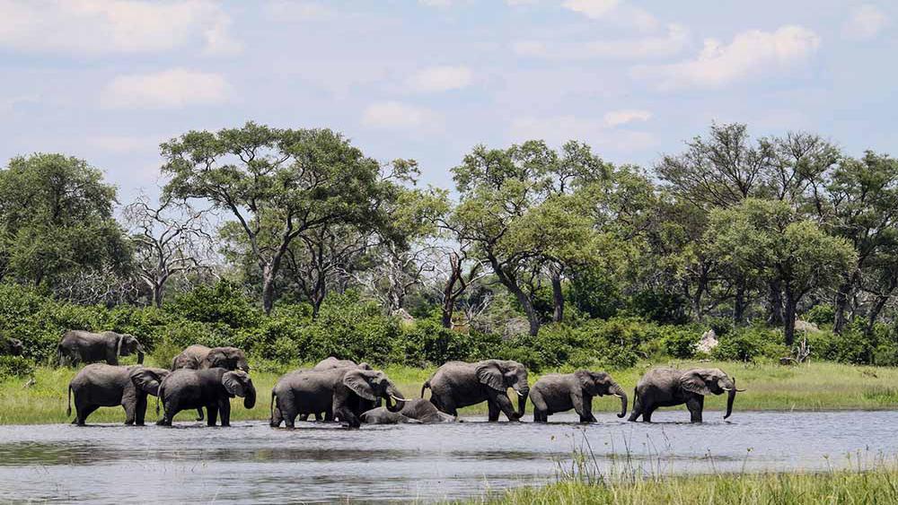 safari in botswana or tanzania