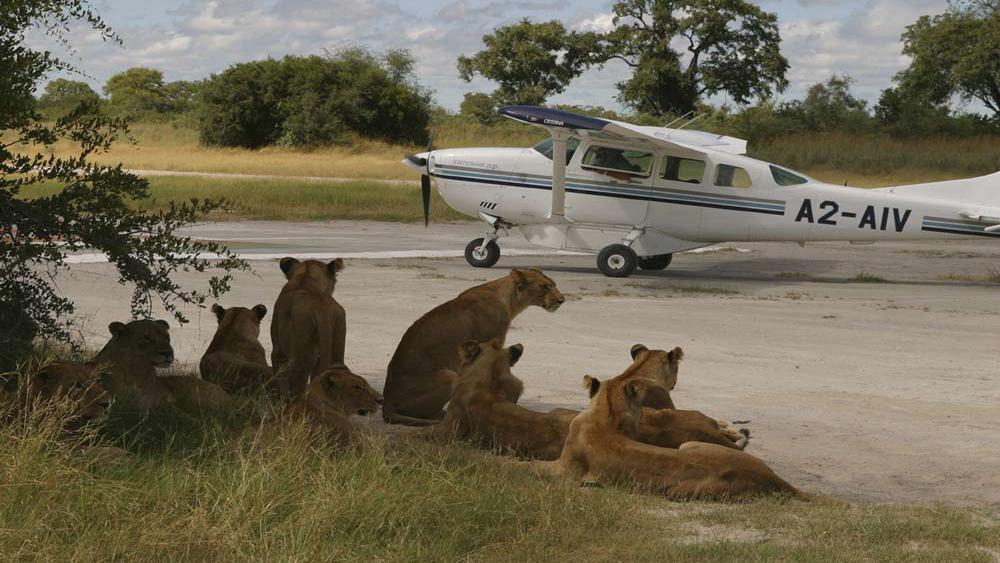 Lions at Airstrip Okavango Delta 2