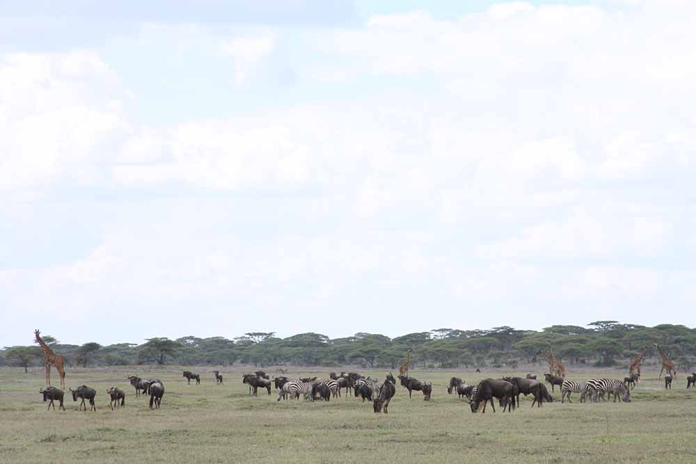 Southern Serengeti