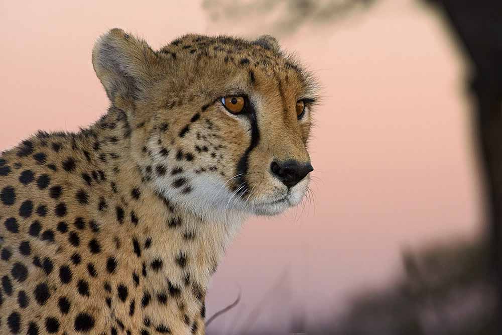 Cheetah in the Sabi Sand Reserve