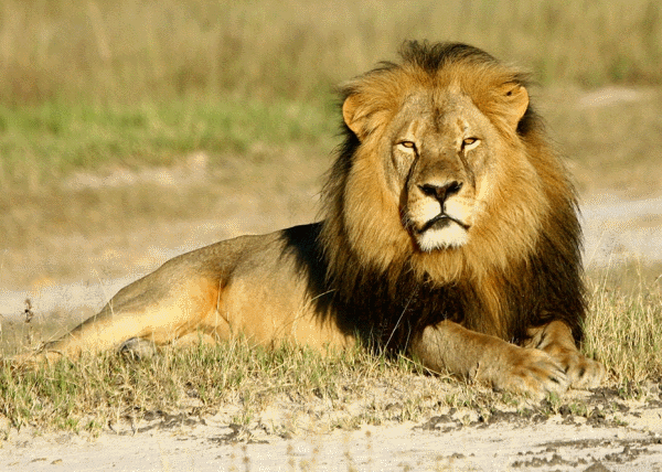 Cecil The Lion