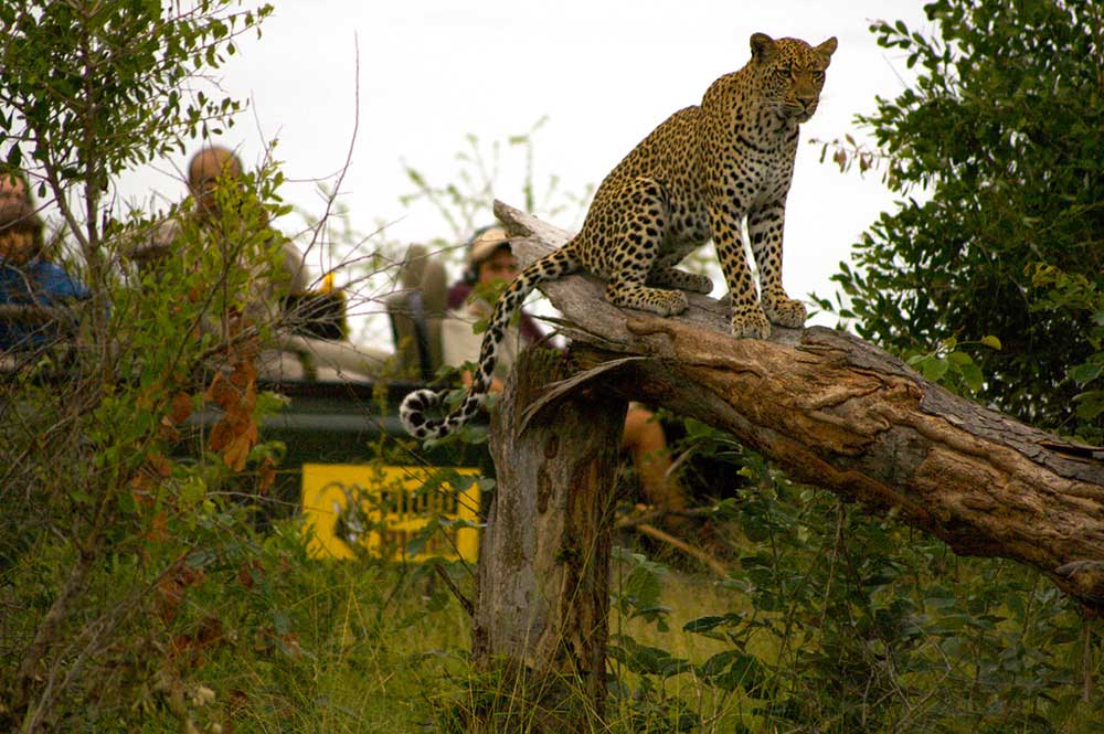On Safari at Mala Mala