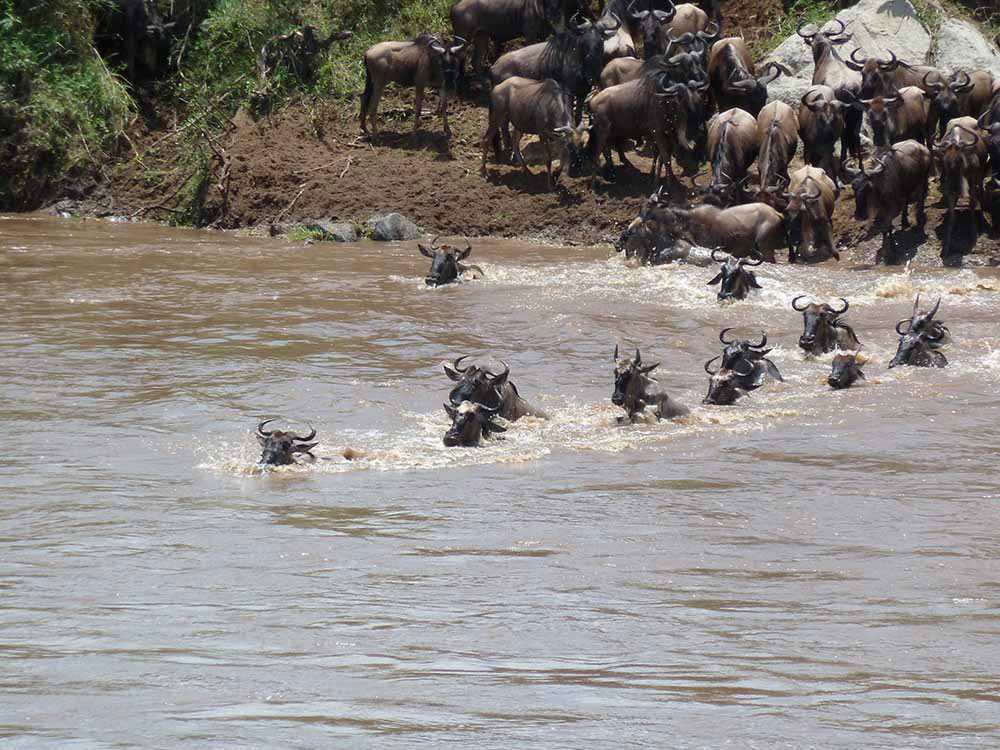 Great Migration River Crossing