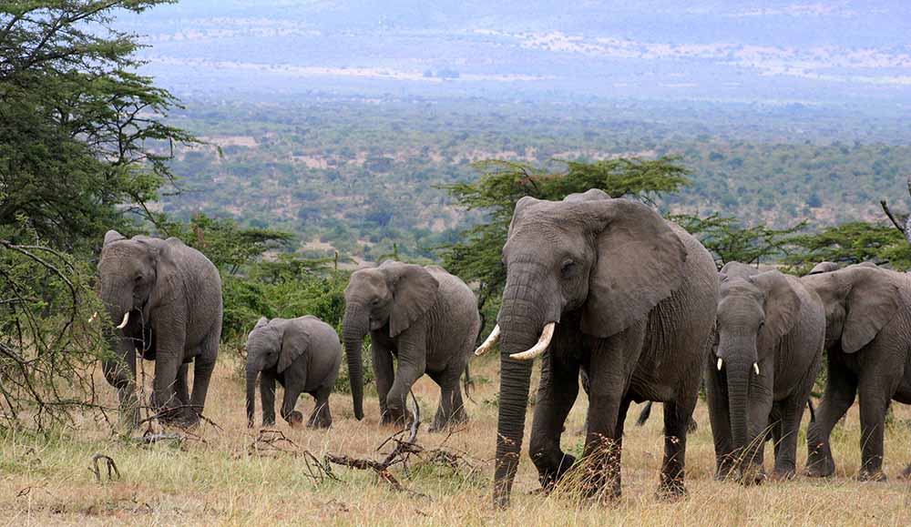 Elephant in the Masai Mara