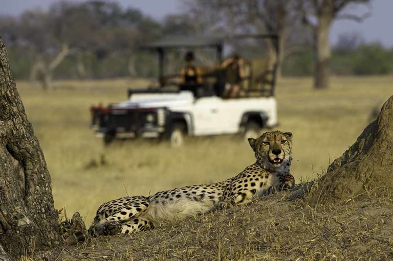 Cheetah seen on game drive.