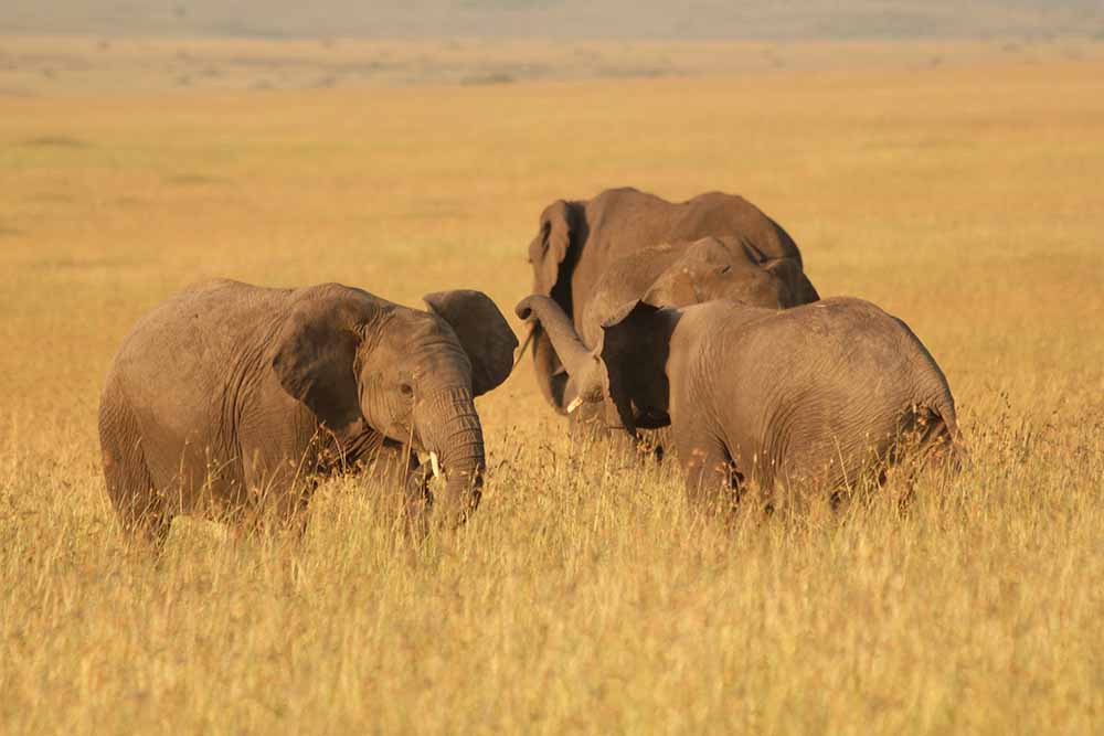 Mara Reserve