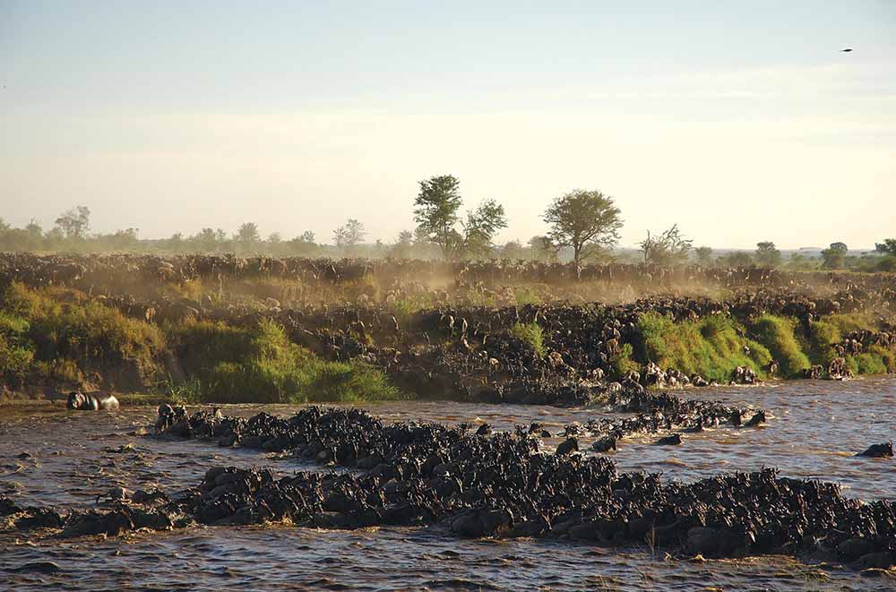 Great Migration Mara River