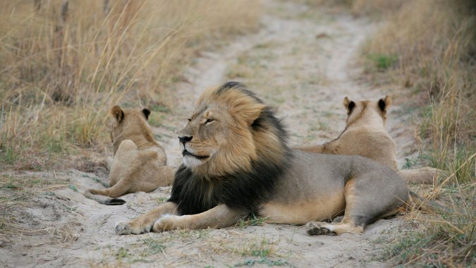 Cecil with his Cubs