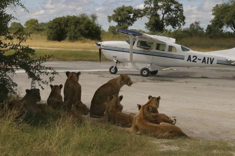 Lion waiting for a flight