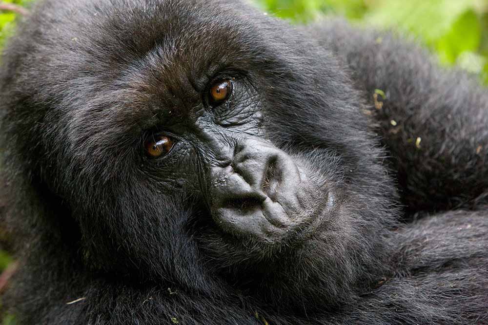 Rwanda Mountain Gorilla Trekking