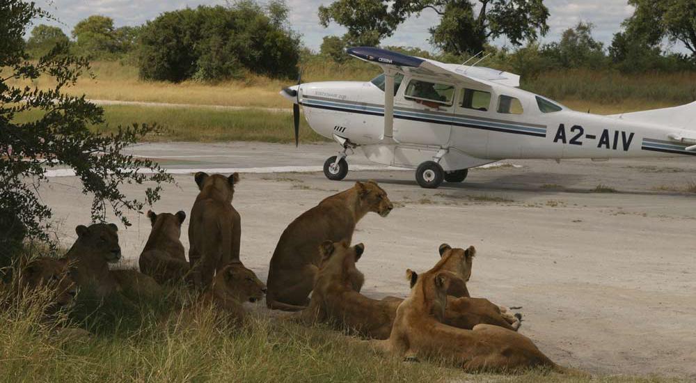 Lions at Airstrip Okavango Delta