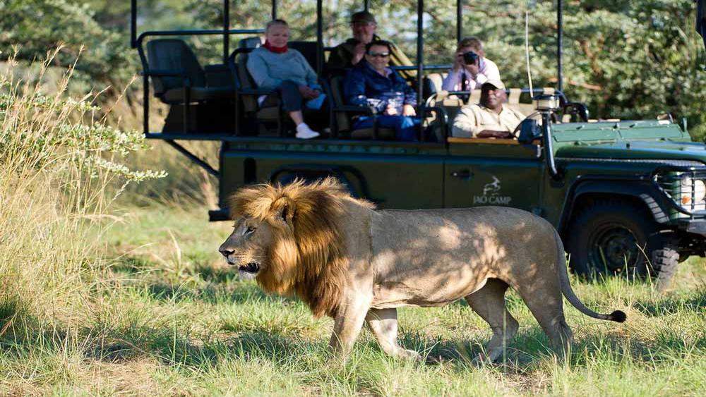 Lion on Safari at Jao Camp Okavango