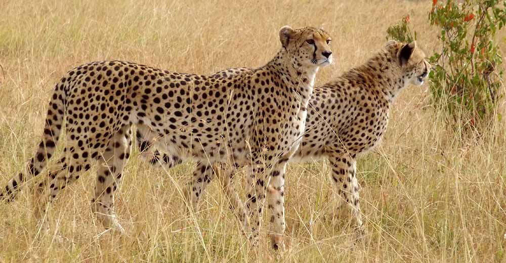 Cheetah in the Serengeti