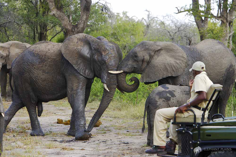 On safari at Elephant Plains