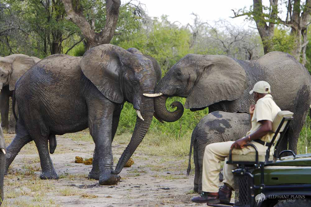 Kruger Safari