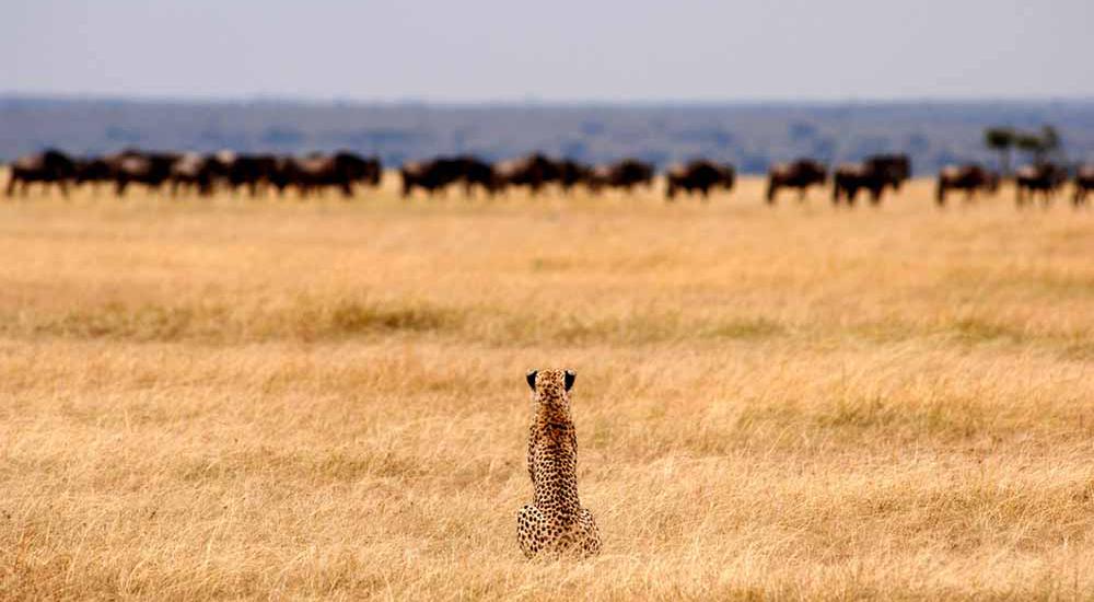 Cheetah eyeing the migration herds 2
