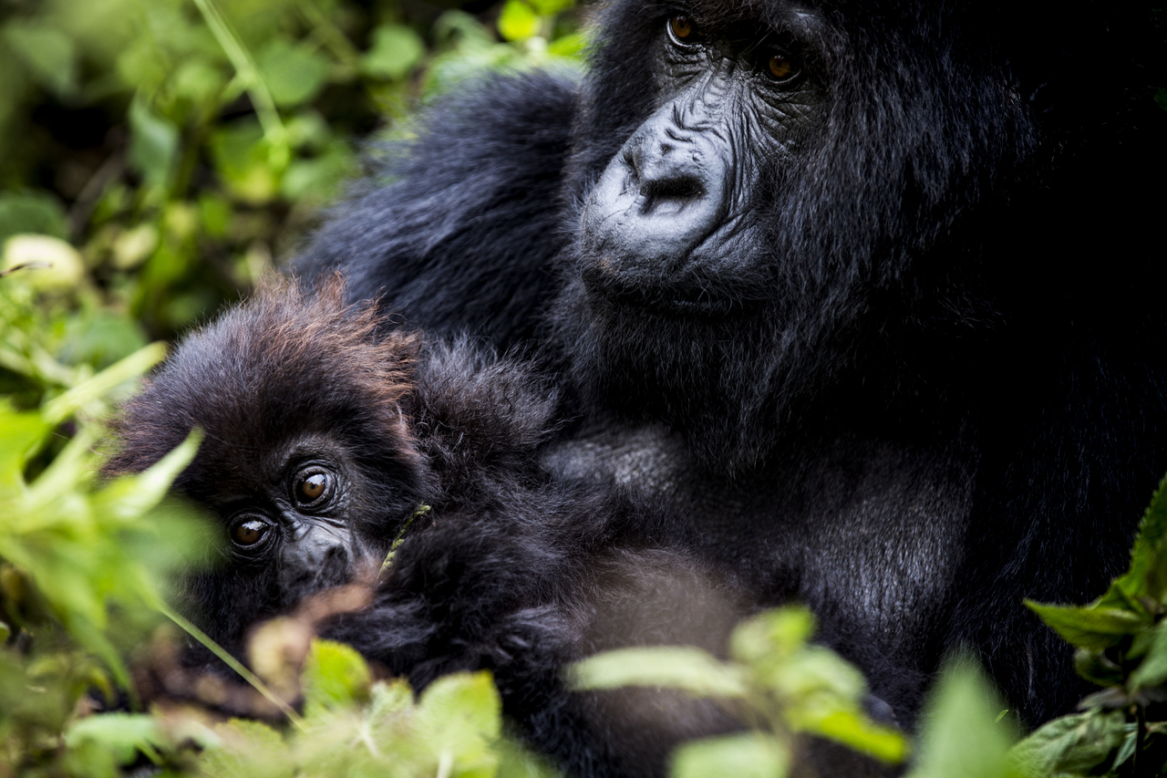 A mother and child, Titus Group, Bisate Lodge, Wilderness Safari, Rwanda
