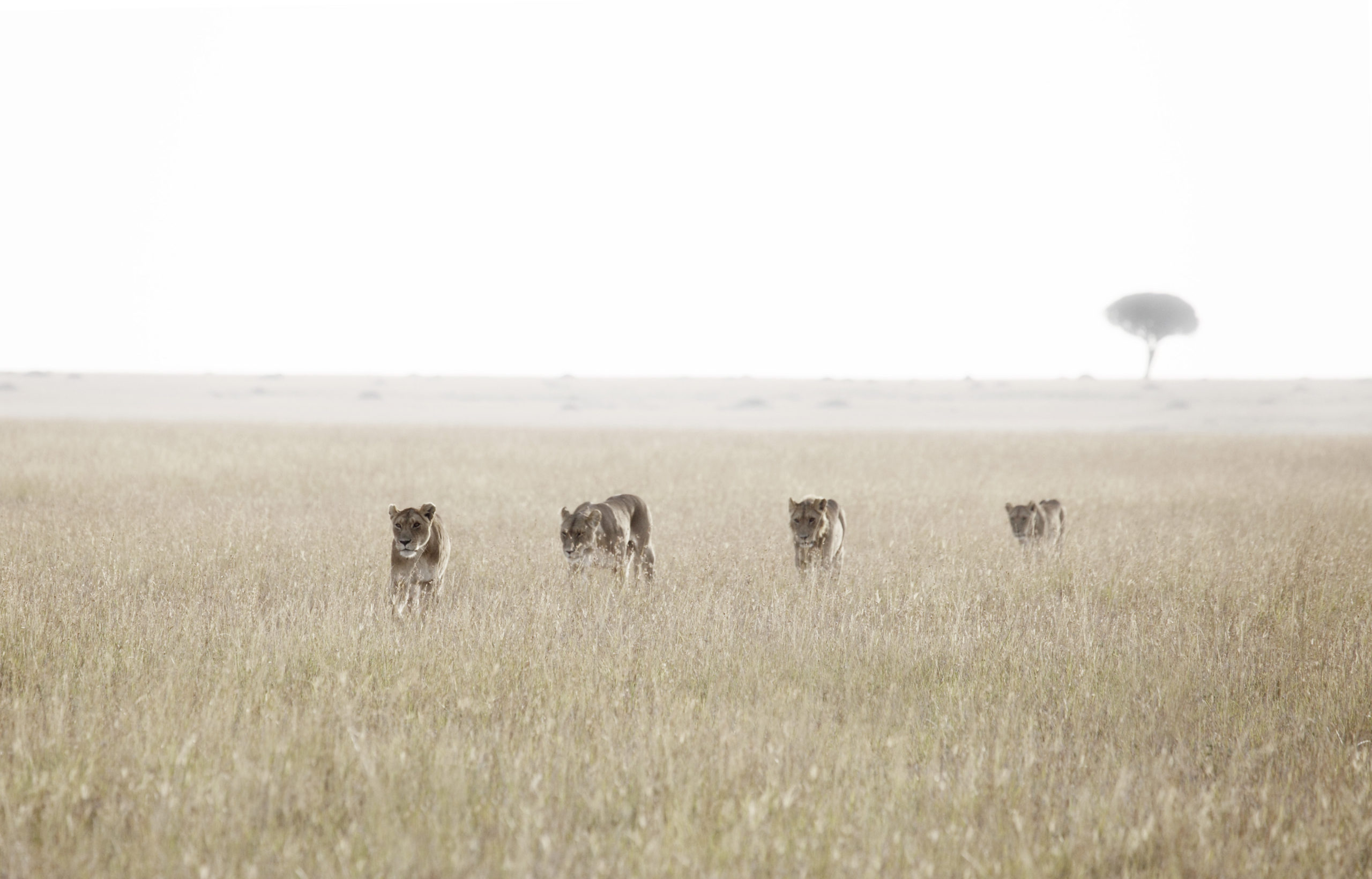 Lioness-pride-grass-MR