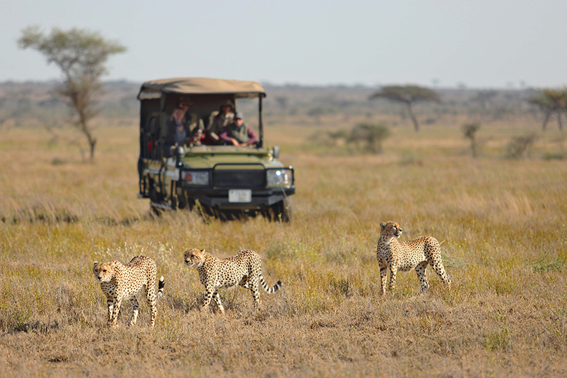 Namiri Plains Cheetah on Game Drive